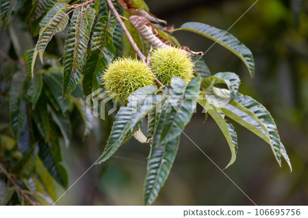 chestnut fruit in autumn 106695756