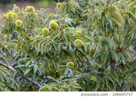 chestnut fruit in autumn 106695757