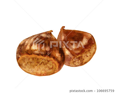 Illustration of chestnut in watercolor style Illustration of chestnut in watercolor style 106695759