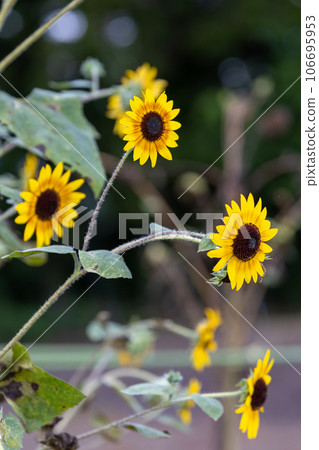 yellow flowers of sunflower in sunflower field 106695953