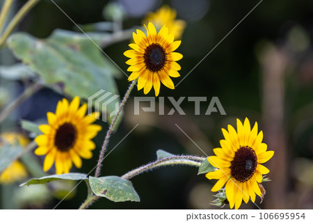 yellow flowers of sunflower in sunflower field 106695954