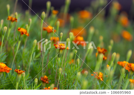 Flower garden of marigold 106695960