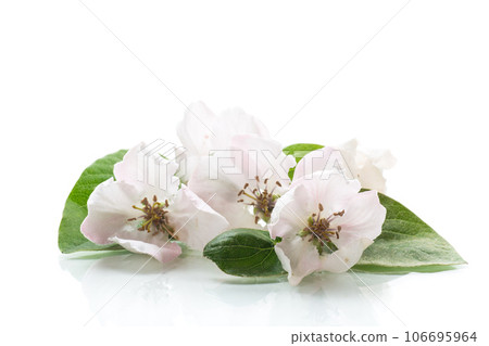 Spring flowering quince tree on a white background Spring flowering quince tree on a white background 106695964