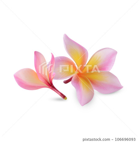 plumeria rubra flower isolated on white background plumeria rubra flower isolated on white background 106696093