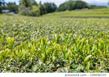 Young leaves of tea plantation in Obuchi Kasaba, Fuji city, Shizuoka 106696335