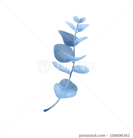 Eucalyptus leaves 106696361