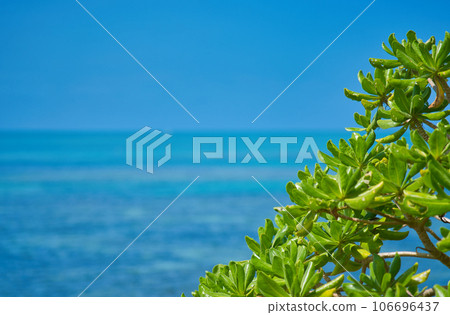海邊植物 106696437