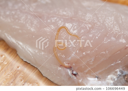Anisakis Anisakis 106696449