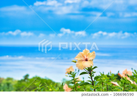 White hibiscus blooming along the coast White hibiscus blooming along the coast 106696590