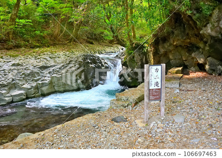 Izu Peninsula, Nakaizu, Kawazu Nanataki Falls, Kani Falls, where the basalt next to the waterfall looks like a crab shell, Kawazu Town, Shizuoka Prefecture (2) 106697463