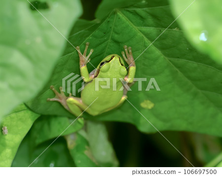 Tree frog 106697500