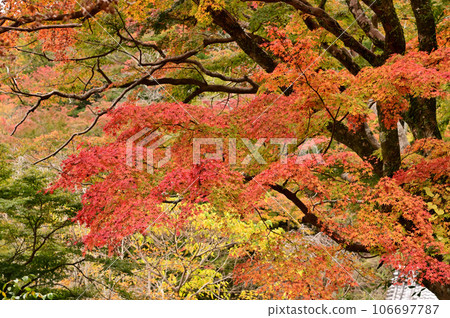 長谷寺的紅葉景色 長谷寺的紅葉景色 106697787