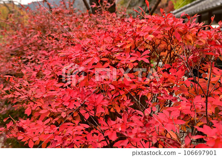 長谷寺的紅葉景色 長谷寺的紅葉景色 106697901