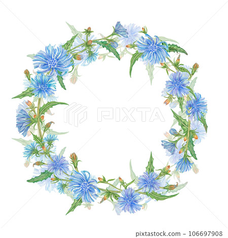 Set of blue chicory flowers, wreath. Isolated on white background. Watercolor illustration chicory flower. 106697908