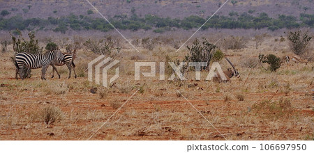 Sitting Fringe-eared Oryx on african savanna at Tsavo East National Park in Kenya Sitting Fringe-eared Oryx on african savanna at Tsavo East National Park in Kenya 106697950