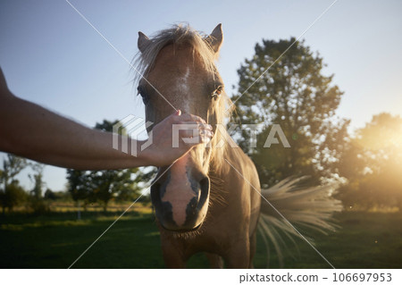 Man stroking head of theraphy horse. Man stroking head of theraphy horse. 106697953