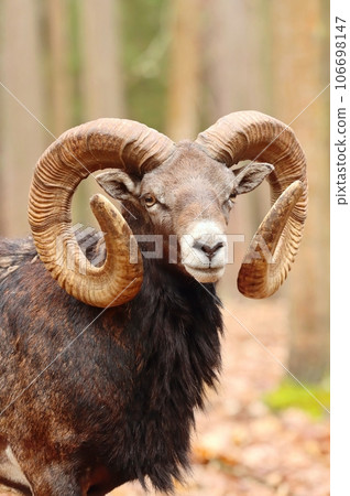 Majestic european mouflon ram in forest Majestic european mouflon ram in forest 106698147