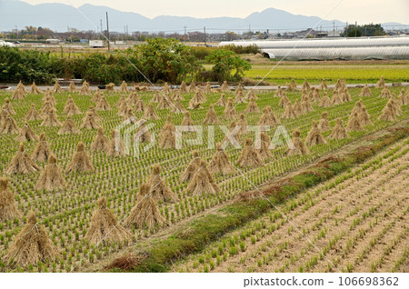 Rice fields along the Yamato River after rice harvesting 106698362