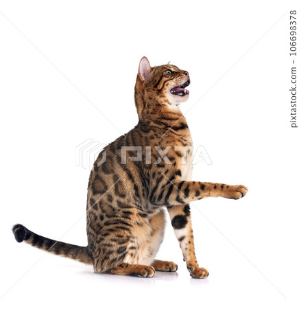 bengal cat in studio 106698378