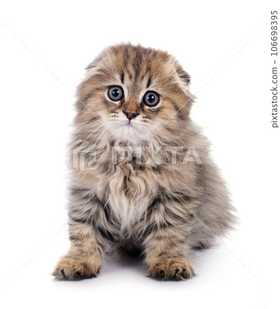 highland fold kitten in studio highland fold kitten in studio 106698395