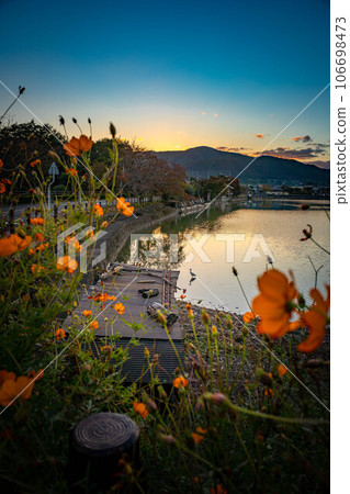 京都的秋夜,廣澤池映照著愛宕山的夕陽,岸邊盛開的黃色波斯菊,池塘里嬉戲的灰鷺 京都的秋夜,廣澤池映照著愛宕山的夕陽,岸邊盛開的黃色波斯菊,池塘里嬉戲的灰鷺 106698473