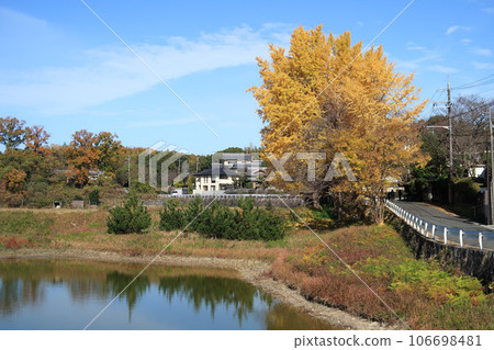 神宮皇后陵(五志墓)的銀杏黃葉 神宮皇后陵(五志墓)的銀杏黃葉 106698481