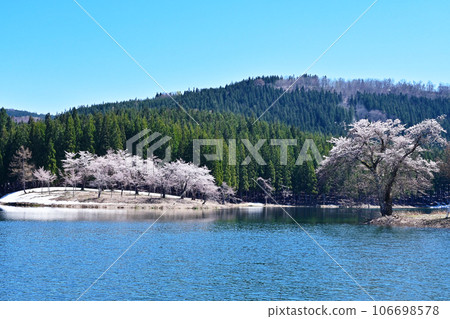 Cherry blossoms floating on the lake, Nakako cherry blossoms, remaining snow and cherry blossoms, Niigata tourist spot, cherry blossoms blooming on the lake Cherry blossoms floating on the lake, Nakako cherry blossoms, remaining snow and cherry blossoms, Niigata tourist spot, cherry blossoms blooming on the lake 106698578