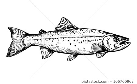 hand sketch Vector isolated on white background. Hand drawn retro icon, vintage ink engraving art. Black line drawing of red fish emblem. Salmon seafood, healthy organic food symbol 106700962