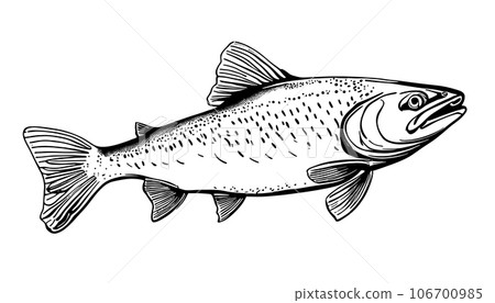 hand sketch Vector isolated on white background. Hand drawn retro icon, vintage ink engraving art. Black line drawing of red fish emblem. Salmon seafood, healthy organic food symbol hand sketch Vector isolated on white background. Hand drawn retro icon, vintage ink engraving art. Black line drawing of red fish emblem. Salmon seafood, healthy organic food symbol 106700985