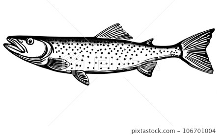 hand sketch Vector isolated on white background. Hand drawn retro icon, vintage ink engraving art. Black line drawing of red fish emblem. Salmon seafood, healthy organic food symbol 106701004