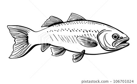 hand sketch Vector isolated on white background. Hand drawn retro icon, vintage ink engraving art. Black line drawing of red fish emblem. Salmon seafood, healthy organic food symbol 106701024
