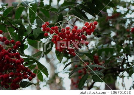 Rowan tree with berries. Autumn landscape. Rowan berries and green foliage. Forest landscape. Beauty in nature. Rowan seeds and leaves. Woodland background. Red berries in woods. Rowan tree with berries. Autumn landscape. Rowan berries and green foliage. Forest landscape. Beauty in nature. Rowan seeds and leaves. Woodland background. Red berries in woods. 106701058