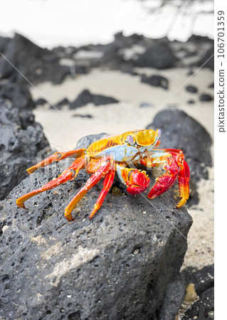 Close up photo of a Sally Lightfoot crab on a volcanic rock, selective focus, Galapagos Islands, Ecuador. 106701359