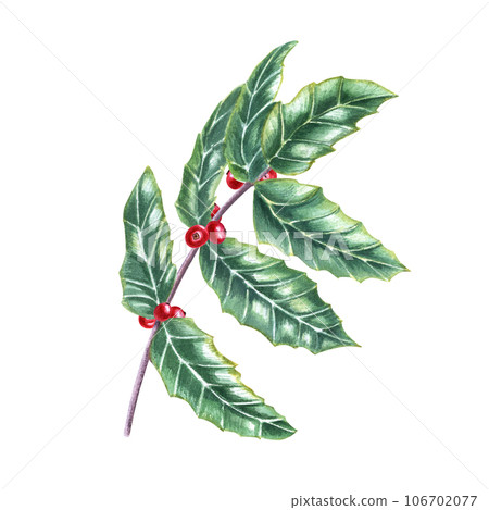 Sprig of European holly. Fresh green ilex leaves with bunch of red berries. Watercolor illustration for Christmas decoration, Xmas cards, New Year greetings Sprig of European holly. Fresh green ilex leaves with bunch of red berries. Watercolor illustration for Christmas decoration, Xmas cards, New Year greetings 106702077