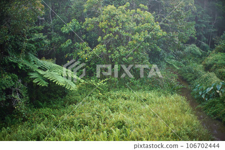 African rainforest jungle in the morning, leaves wet from dew, small river flow surrounded by grass, region near Andasibe, Madagascar 106702444