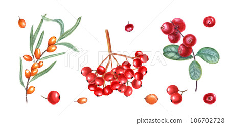 Berry autumn set. Sea buckthorn, lingonberry, viburnum. Ripe, juicy yellow and red berries. Garden, wild berry with leaves. Hand drawn illustration for card, book, greetings. 106702728