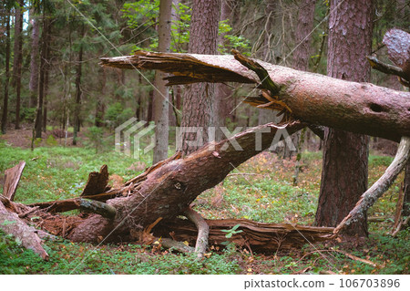 Close-up of fallen and broken tree in a sunny forest on a clear day 106703896