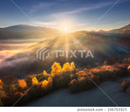 Aerial view of beautiful orange trees on the hill in mountains Aerial view of beautiful orange trees on the hill in mountains 106703925