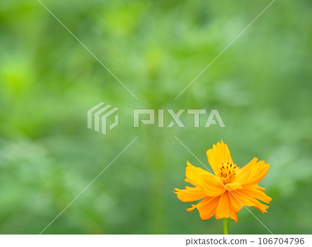 黃波斯菊 黃波斯菊 106704796