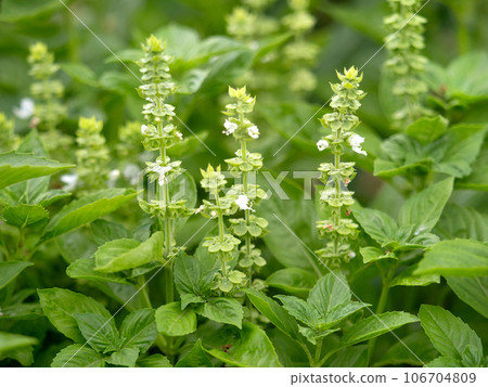 Basil flowers 106704809