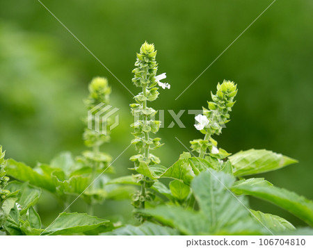 Basil flowers 106704810
