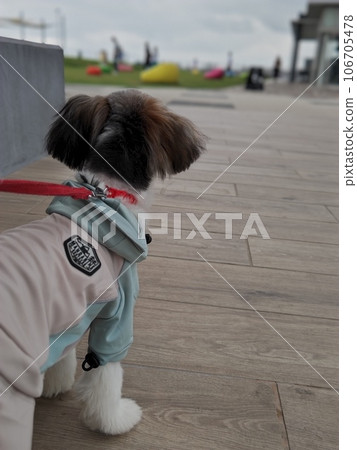 狗在公園散步 狗在公園散步 106705478