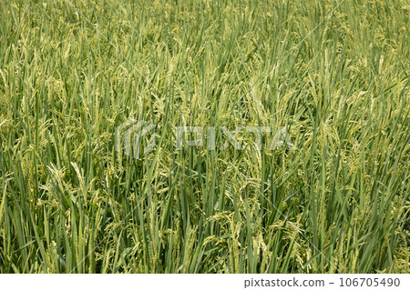 Field 0217 Field 0217 106705490