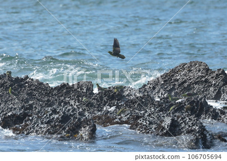 Green pigeon flying over the coast 106705694