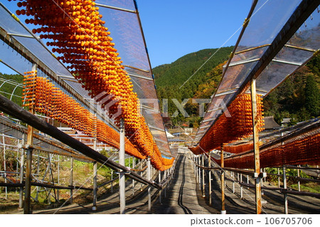 Hanging Persimmons of Shigo 106705706