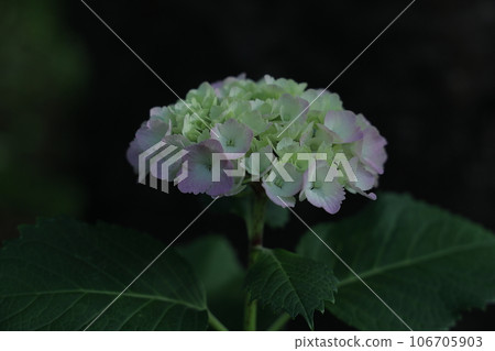 Close-up of hydrangea flowers 106705903