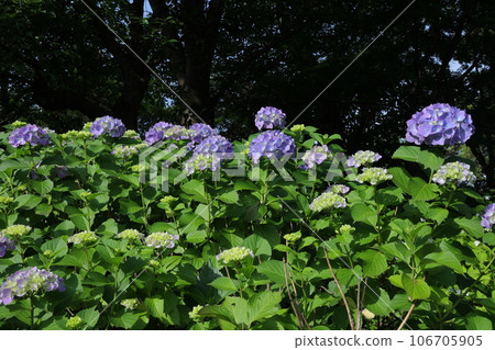 Planting hydrangea flowers Planting hydrangea flowers 106705905