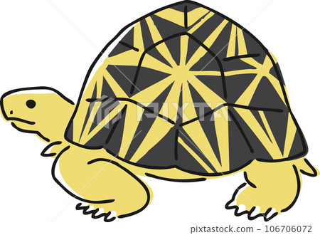 Hand drawn illustration of scalloped tortoise 106706072