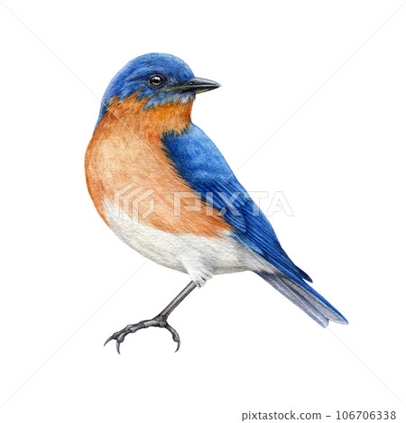 Western blue bird watercolor illustration. Hand drawn sialia mexicana avian side view. North America native wildlife songbird. Beautiful wild backyards bird. Bluebird isolated on white background Western blue bird watercolor illustration. Hand drawn sialia mexicana avian side view. North America native wildlife songbird. Beautiful wild backyards bird. Bluebird isolated on white background 106706338