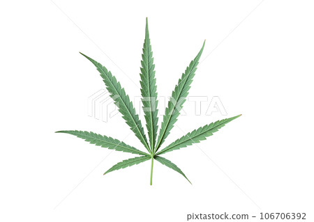 The back of the sativa marijuana leaf The back of the sativa marijuana leaf 106706392
